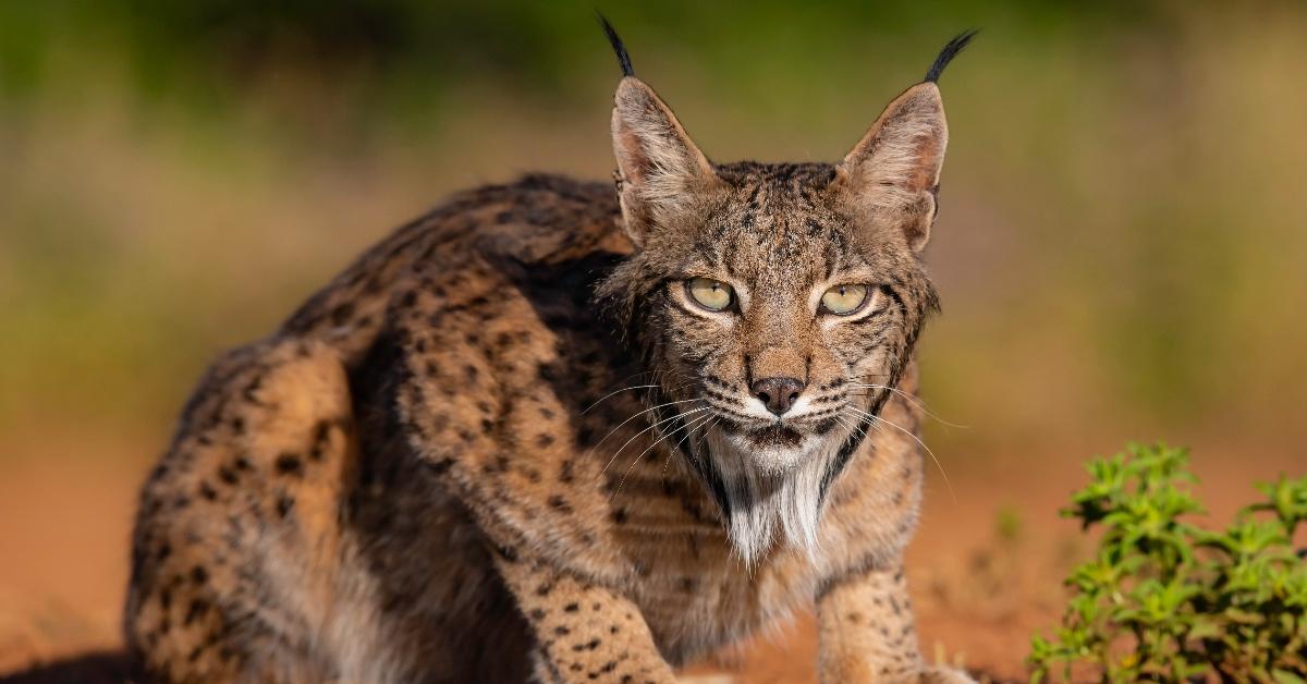 Iberian lynx crouching in green brush.