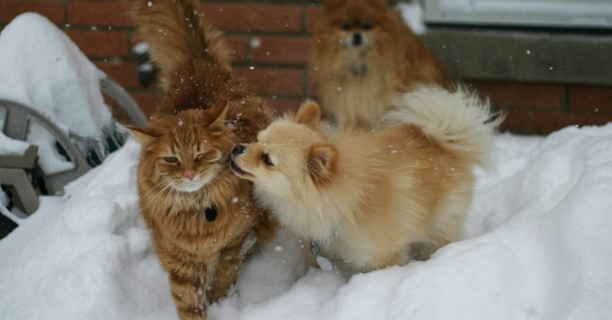 An orange tabby cat flinches away from a small dog trying to give them a quick lick