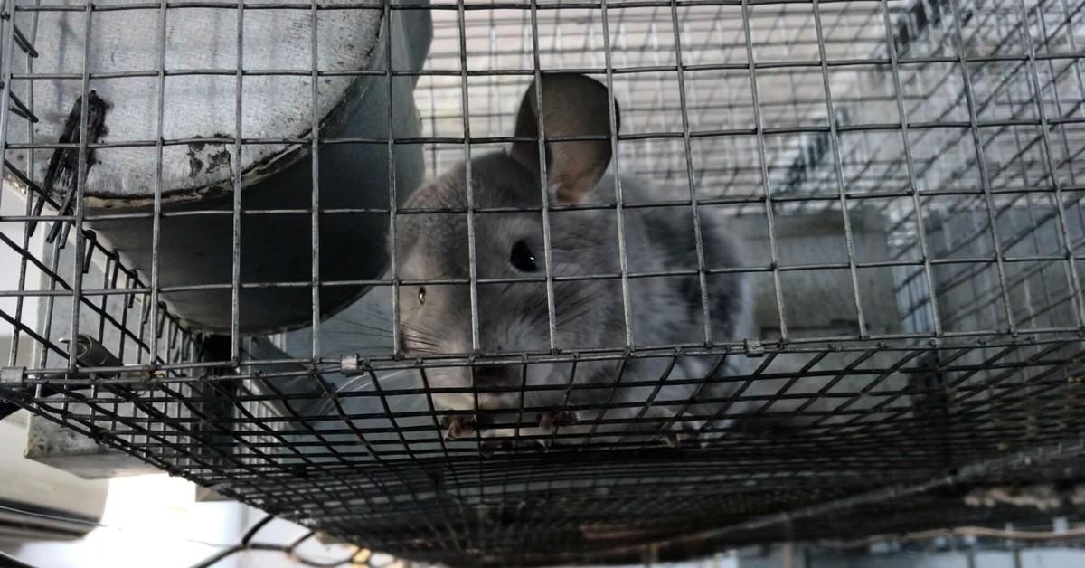 Romania Bans Fur Farming — Particulars Correct proper right here